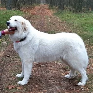 dog-grooming-business