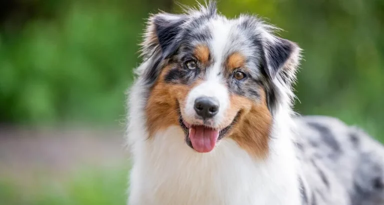 How to Start a Dog Grooming Business in UK