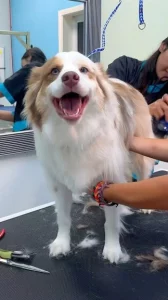 dog after grooming new