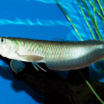 Arowana fish price