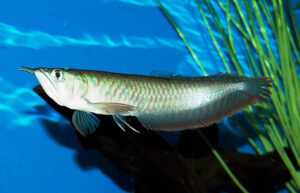 Arowana fish price