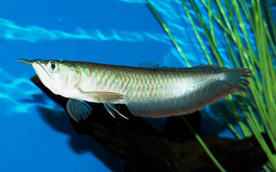 Arowana fish price